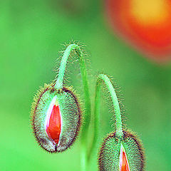 photo "Poppy Buddies"