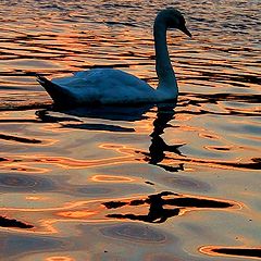 фото "Lonely swan at nightfall"