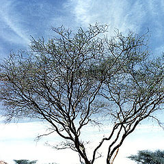 photo "Acacia"