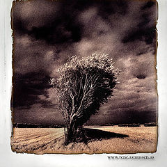 фото "Lonely Tree"