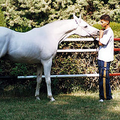 фото "Arabian Horses 5"