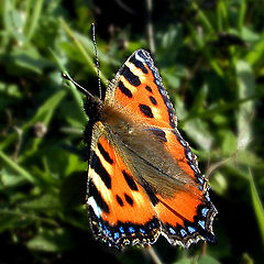 photo "The Last Butterfly"