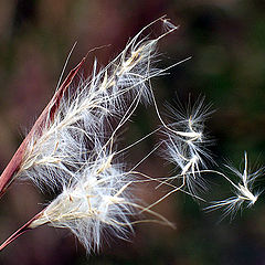 фото "Gone With the Wind"