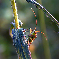 фото "Insect"