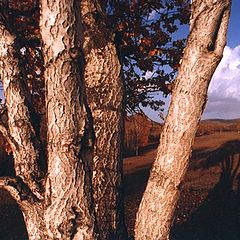 фото "late autumn"