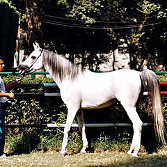 photo "Arabian Horses 6"