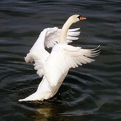 photo "Walking on the water"