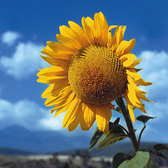 фото "Sunflower"