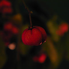 photo "Berry"