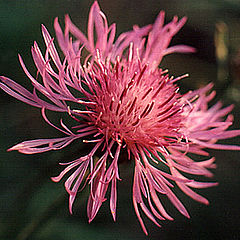 photo "Knapweed"