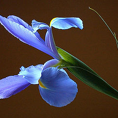 photo "purple iris"