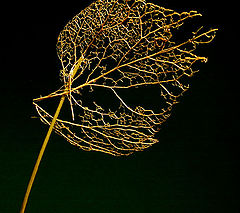 photo "Leaf"