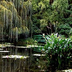 photo "Impression in Monet`s backyard"