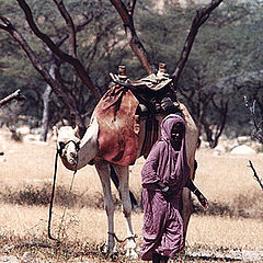 photo "Woman and a Camel"