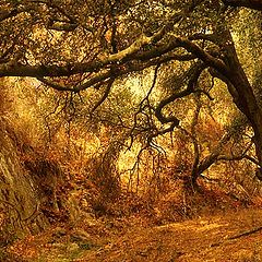 фото "Whiting Ranch Wilderness"