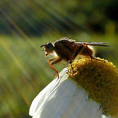 фото "Insect in the sun"