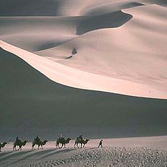 photo "Camels in the Taklamakan Desert"