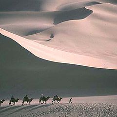 фото "Camels in the Taklamakan Desert"