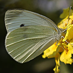 фото "Butterfly#2"
