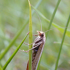 photo "Insect 2"