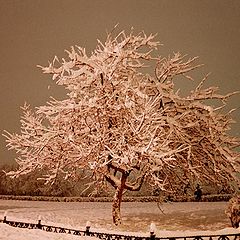 photo "Sleep in winter night"