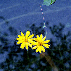 photo "Flowers on water."