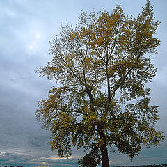 photo "Lonely autumn tree"