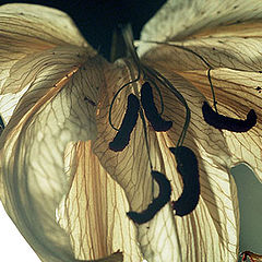 фото "Dead Lily (2)"