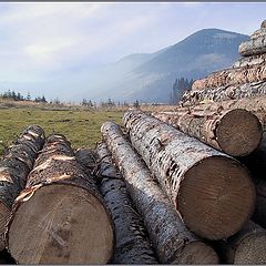 photo "Logs"