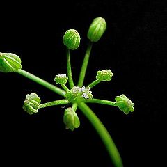 photo "Mini Flower Could Tread The Needl"