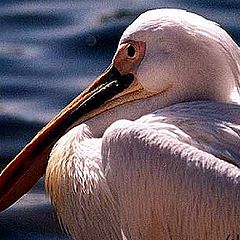 photo "Mr. Pelican"