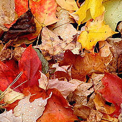 фото "Autumn Potpourri"