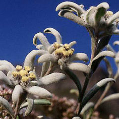 фото "Edelweiss"