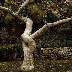 photo "THE SEXY TREE"