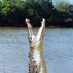 photo "Jumping Salt Water Crocodile"