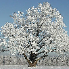 photo "Monarch in Winter"