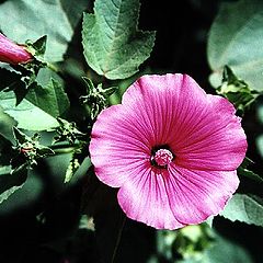 фото "Pink # 2"