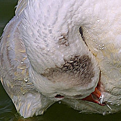 фото "Curling Goose."