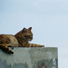 photo "Just a standart Cyprus Tiger"