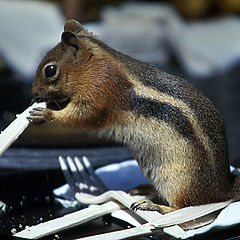 photo "Thanksgiving Meal"