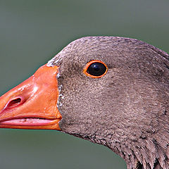 photo "Portrait of a goose"