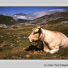 photo "Vache paisible"