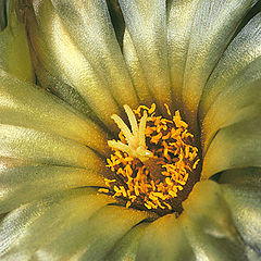 photo "Cactus Flower"