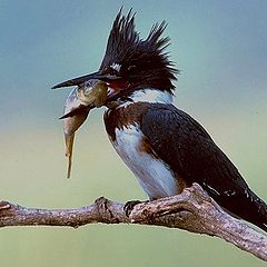 фото "Belted Kingfisher"