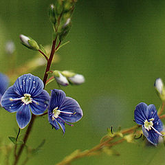 photo "Dark blue of wood"