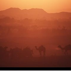 фото "Camels in Sunset"