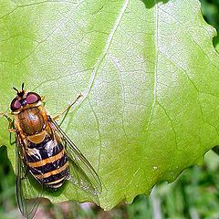 photo "The fly...(1)"