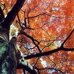 photo "red autumn"