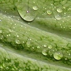 photo "Calmness of Green Color..."