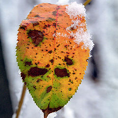 фото "Colors of autumn - The Shield"